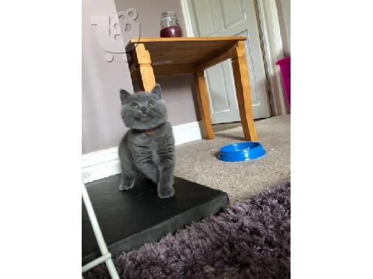 Καταχωρήθηκε το όμορφο shorthair Kitten Gccf